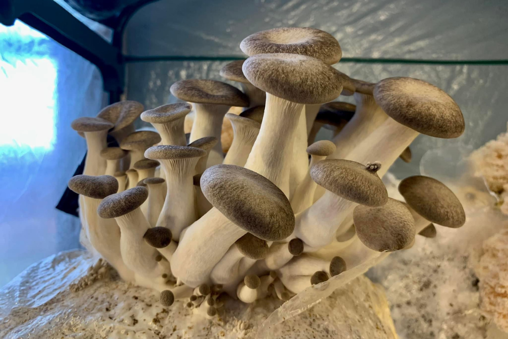 Forager S Radio How To Grow Mushrooms At Home Forager S Kingdom