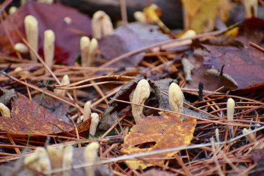 The Top 5 Health Benefits of Cordyceps Mushrooms