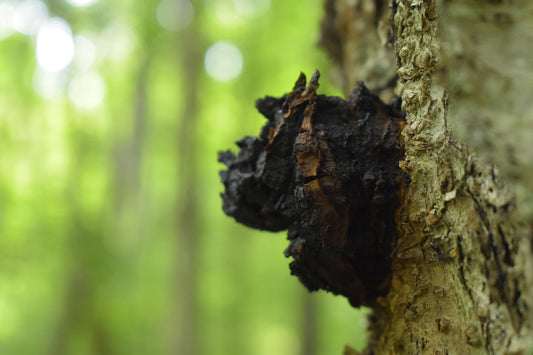 wild chaga
