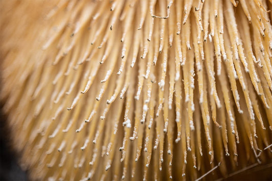 The Top 5 Health Benefits Of Lion's Mane Mushrooms