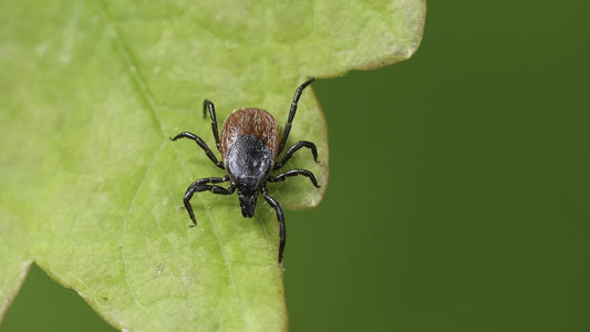 4 Mushrooms To Support Lyme Disease Naturally