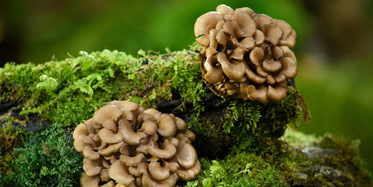 Maitake Mushroom Benefits: The Underrated Mushroom Supporting Gut, Immune & Metabolic Health