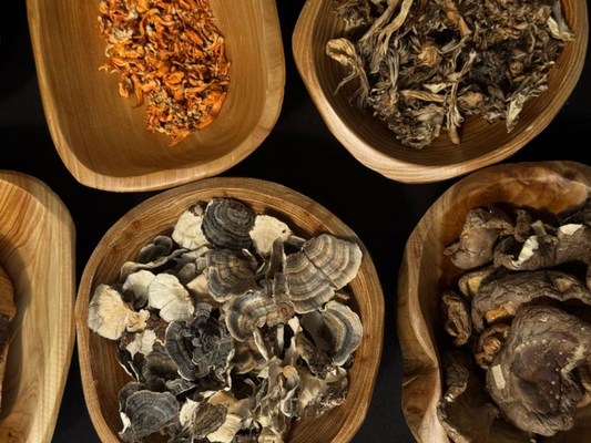 Why Wild Mushroom Extracts Naturally Vary in Color & Taste