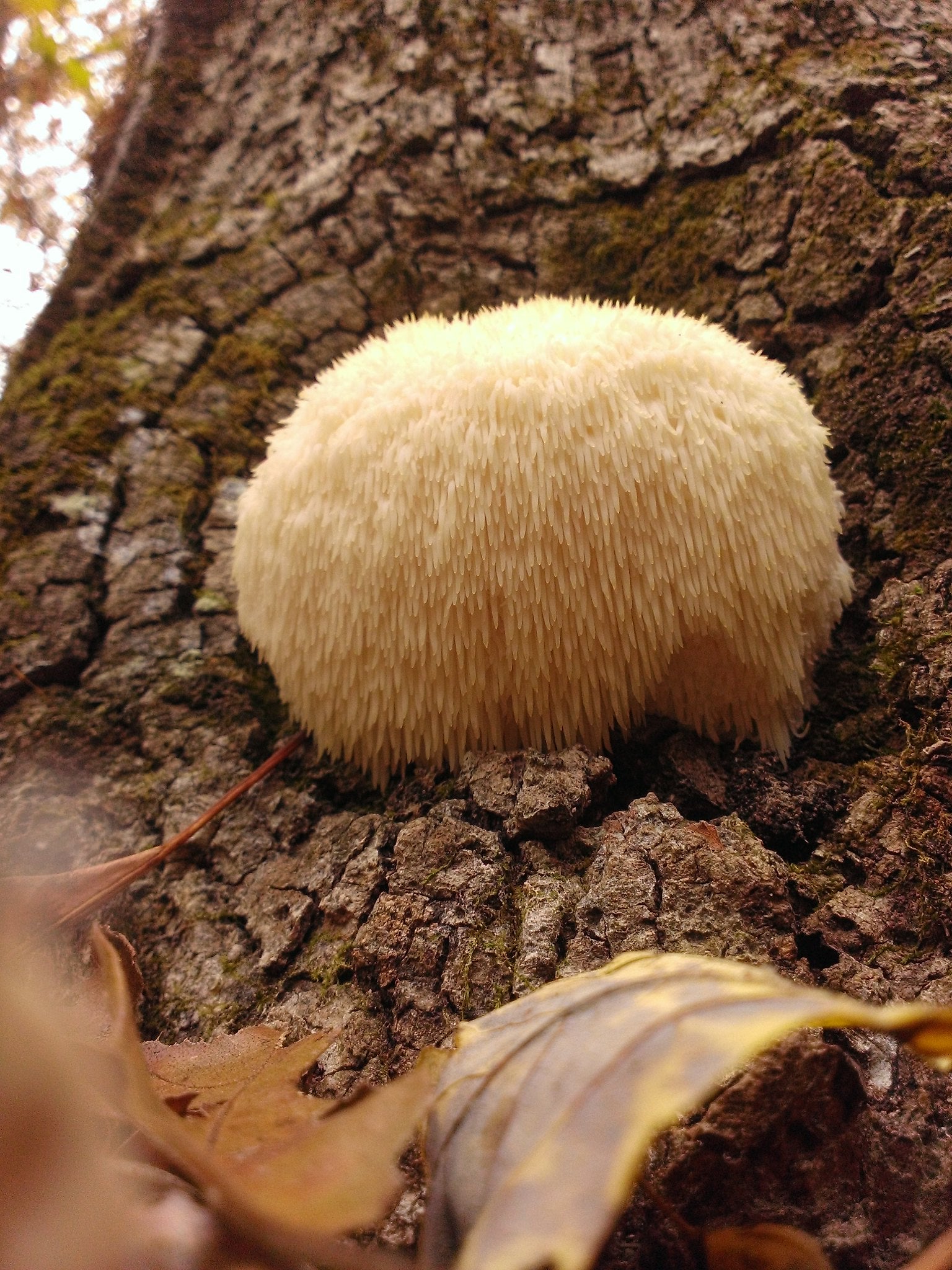 Forager's Kingdom 